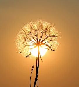 Pissenlit Dandelion Burn out